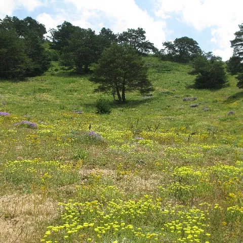 2009 Köy ve Yayla — fotoğraf 64