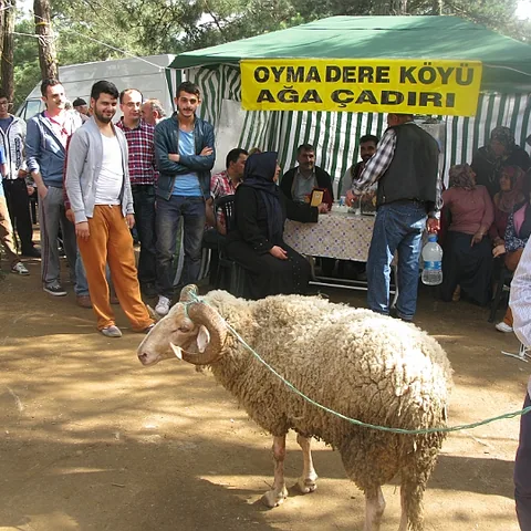 2014 Piknik — fotoğraf 175